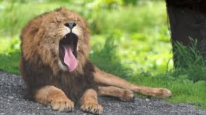 ライオン(株)【4912】 ライオンやっと目覚めたか？