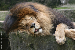 ライオン(株)【4912】 🦁市況が軟調とか円高の時に強いライオンも、原油高では冴えないのか&hellip;。