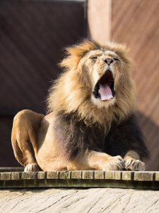 ライオン(株)【4912】 🦁ようやくお目覚め！