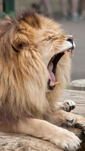 ライオン(株)【4912】 🦁ようやくお目覚めのガオ〜! そろそろ底打ちかな?