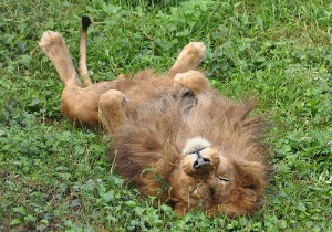 ライオン(株)【4912】 🦁ライオンは今日も寝ている。 こんな時に強い銘柄がこれなのは買いの好機かもしれませんが。