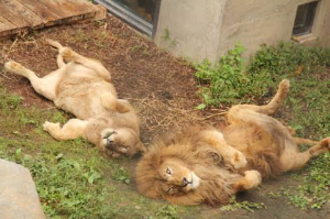 ライオン(株)【4912】 🦁眠れる獅子は見飽きたぞ！ 頑張れライオン！