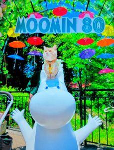 フィンテック グローバル(株)【8789】 おはようございます🥳✌️  今日は、「ムーミンの日」スペシャルウィーク特別なアニバーサリーをお祝いしよう🌄  8月9日（土）は「ムーミンの日」。ムーミンバレーパークに集まろう✨！ ムーミンの日当日は初開催の五感で楽しむ新体験のディナー「レットゥラ ラウンジで kippis!!」、80周年記念ピンバッジプレゼントや限定品販売・記念花火大会などイベント盛りだくさん🎇！   スペシャルゲストを招いてインスタ・YouTubeライブ配信も🏞️！ ムーミンの日スペシャルウィーク期間中は様々なイベント盛りだくさん💘！  開催日時 2025年8月9日（土）〜8月17日（日） 9:00〜20:00 久しぶりに涼しい朝を迎えました気持ちよく バードウォッチングに行ってきます🦆