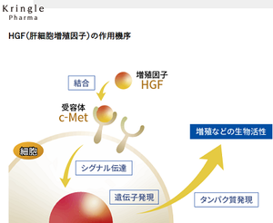 クリングルファーマ(株)【4884】 画像。