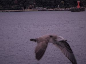 (株)ＶＬＣセキュリティ【2467】 計算省も害務省も全く関係の無い、サイバーセキュリティ関連っぽい会社もどきはこちらでございまちゅ。 m9(^Д^)ﾌﾟｷﾞｬｰ　にゃははははははははは  そこまでは嫌われていない瓜坊（鬼少将）(&acute;･&omega;･`)となりの、とろろ、とっろろ♬とろろ、とっろろ♬そばだけじゃなく、うどんでもあえる～～不思議な食材～～♪