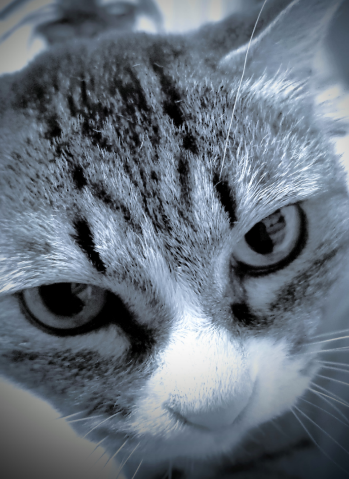 (株)バンク・オブ・イノベーション【4393】 そろそろ頼むニャン😺