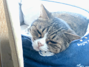 (株)バンク・オブ・イノベーション【4393】 思惑が続く限り下がっても拾われるニャン😺 まぁ焦るニャって、時が来るまで薄目で見てれば良いだけニャン😺