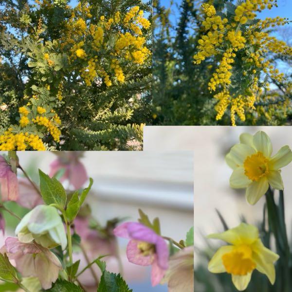 株式投資の基礎の学びと雑談部屋 メンデルの法則&hellip;なるほど そして メソポタミア文明、その文明の初期がシュメール文明&hellip;（今回の戦争で世界遺産の神殿（宮殿？）も爆撃されたとか？残念ですね）、戸松信博さんの動画、トム・ハンクスの大学卒業式でのスピーチ&ldquo;デタラメ　と　ウソ　が蔓延する世界で、真実と良識を追求し続けることの重要性&rdquo;とか、作家さんのお話などなど色々と知らなかった事盛り沢山だ🐶皆さん博識💦ありがたやありがたや(*^^*)  ぽぽちゃん、ウチにも咲いてますよ 黄色の水仙♪^ ^鰻さんあがると良いですね  p.s. 不具合があったので削除、訂正させていただきました 👍くださった5名の方申し訳ございません m(_ _)m