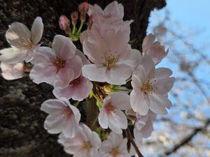 日常の紙様. 目黒川の桜(,,・д・)