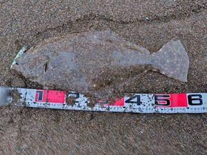 FX&フィシング NEWの部屋☆ 今年の大物