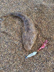 FX&フィシング NEWの部屋☆ 釣りの腕は更に上がった様です(笑)