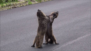ｕｎｂａｎｋｅｄ(株)【8746】 マーモットの喧嘩みたいなんよ。  早く仲直りした方がお互い生き残れるんじゃないの？