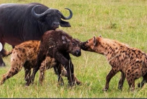 ウシオ電機(株)【6925】 寄り天サギで高値掴みさせられた子牛