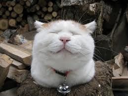 石山Ｇａｔｅｗａｙ Ｈｏｌｄｉｎｇｓ(株)【7708】 LCAなら5円で買えるょ！(&acute;・&omega;・｀)