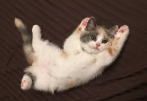 石山Ｇａｔｅｗａｙ Ｈｏｌｄｉｎｇｓ(株)【7708】 とうとう（＾◇＾）  ポチくりも（＾◇＾）一個しか❣️はははは〜〜