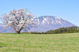 アンジェス(株)【4563】 今、耐えれば春には桜が咲き誇る\(^o^)/
