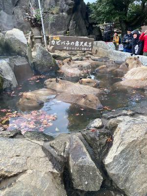 (株)メタプラネット【3350】 ぶひ〜