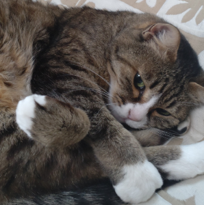 ビジョナル(株)【4194】 ここは上場してすぐに、しばらくお世話になったニャン😺 ノンホルで監視は継続してたけど、最近は成長鈍化懸念?とは言え下げ過ぎニャン😺 反転を確認し、この度約2年のブランクを経て再inニャン😺 株価上昇にネコの手貸してあげるから、近い内に配当頼むニャン😺