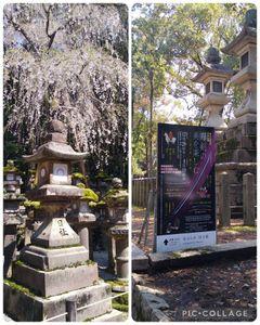 誉れ武門の名にかけて&hellip;！ 春日大社までの道と境内、とても広かったです。 木漏れ日の中を歩けて気持ち良かったです✨