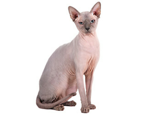 エジプトはナイルの賜物 スフインクス