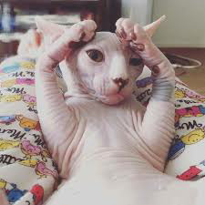 エジプトはナイルの賜物 スフインクス