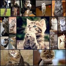 REITで配当年金を増やしたいにゃあ、笑い。 こらなんぼでも上がるわぁ~ Wahahaha~