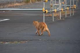 REITで配当年金を増やしたいにゃあ、笑い。 既死堕ァ・・・あ゛ぁぁぁあ!!!!