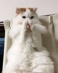 REITで配当年金を増やしたいにゃあ、笑い。 こらなんぼでも上がるわぁ~ Wahahaha~