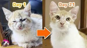 REITで配当年金を増やしたいにゃあ、笑い。 こらなんぼでも上がるわぁ~ Wahahaha~