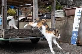 REITで配当年金を増やしたいにゃあ、笑い。 遺死婆ァ・・・あ゛ぁぁぁあ!!!!