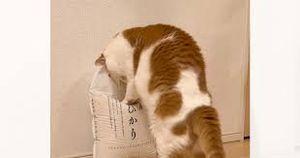 REITで配当年金を増やしたいにゃあ、笑い。 こらなんぼでも上がるわぁ~ Wahahaha~