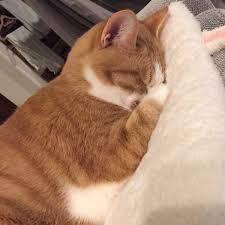 REITで配当年金を増やしたいにゃあ、笑い。 苦露堕ァ・・・あ゛ぁぁぁあ!!!!