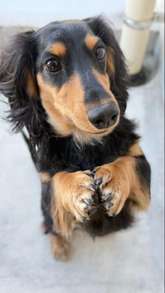 太平洋セメント(株)【5233】 セメント、鉄、鉄、化学等の素材産業は国内では産業の成熟と併せて人口減により経済停滞とともに衰退し海外に事業拡大を目指してる。先進国では製造メーカーとしてのデジャヴであるが事業フィールドは世界中にあり世界最高の技術、生産管理能力他、海外から羨望の目で見られてる。元来経営に対するポテンシャルは底深く国内がシュリンクする危機意識はあり、この意識が世界進出の原動力となりスピード感を持って経営を進めればまだまだ未来は明るい。各々日本🇯🇵のトップ企業が今後世界を動かしていく時代になると思われる。