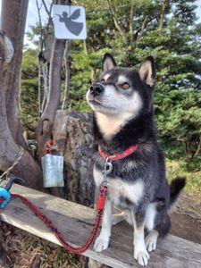 時々株式 明けましておめでとうございます。 今朝は極寒です。我が家は山の上にて積雪して おりました。 ご家族の為に何時も頑張りますね。 腰痛は辛いですからね。 小生も、先週長距離登山の後に寄りました 温泉でうたたねしてたら~お爺さんが倒れて 溺れそうになってたので岩風呂からお姫様 抱っこで担ぎ出しましたが、翌日ちと腰痛 なのね。 それでも連日の山々の権現様お神酒お供え 黒介お散歩登山の日々にて、腰には湿布 貼っておりますよ。 今日の登山は積雪にてお休みしてのダム湖 テクテクでも致しての温泉湯治の予定です。 箱根駅伝は、録画で観ますかね。 しかし、我家では掘り炬燵以外の暖房は 使用しておりませんから~家中極寒なのね。 そろそろ~年齢的にも暖房致しますかね。