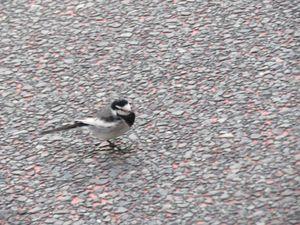 やさしい株の談話室 長男も次男も一応今は落ち着いていますが、将来についての心配事はあります。 けいさん、お母さんの鍋に関するエピソード、考えさせられました。 ついこちらの感覚で大きい鍋など必要ないだろうと思ってしまいますが、その鍋で料理をしたいという気持ちが大事なんですね。 妹さんの言葉にはっとしますね。 明日から寒くなるそうです。 と言っても真冬の寒さほどではない。 なるべく歩こうと今日も足らない食料を買いがてら外へ出ました。 ちょっと寒いと感じました。 寒さは大丈夫なんだけど、数日前から前に痛めていた左太ももの筋肉がちょっと気になって池までは行かず、9時にスーパーが開くまで商店街を10分歩いたけでした。 駅前のロータリーにセグロセキレイを発見。 セグロセキレイは警戒心が薄く、人の近くも平気です。 しかしちょろちょろ歩き回るので写真を撮るのは難しい。 なんとか撮った写真がこれ。