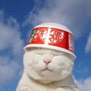 「ポイント表」で225の天底トレード