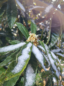 オレンジ 他が見えない座席配置いいですね~。口をあんぐり開けてるところは見られたくないですから、ましてや私みたいに口より大きな歯の型取りの枠を口に入れられ、無理矢理引き抜かれて叫ぶ💦💦💦人もいるでしょうから（笑）いい年してとか、年齢は関係ないとの信念があるのですが、ギャーって叫んだのは私です💦💦💦 言い訳ですが、口が裂ける寸前だったんですよ💢ホント💢まったく💢  今日も日経上げ~🚀昨日と今日で・・・3397円の上げ😀😀😀 インデックスでこんなに上げる事は珍しいです。  梨の蜂蜜漬けというのがあるんですね。それが咳止めに・・・私は咳がでるとなかなか治らず、通院すると咳の出ていた期間の長さからレントゲンを撮られます（笑）で、「異状ないですね」って（笑）で、ホクナリンテープを処方してもらい治まる感じです。 っていうか、いまどき梨？？？  クバ、調べて頂きありがとうございました。クバ巻きとか沖縄では昔からの知恵のようですね。それを泡盛の瓶の保護材に使って。  岡山県南部って、雪降がらない・ツララなんて、もっての外なんですね。 さすが瀬戸内式気候！ 一昨日、ビワの花も寒そうでした☃ 寒いと灯油の減りが早いですね💦
