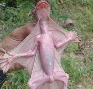 (株)ビジョナリーホールディングス【9263】 http://cn19.nevsedoma.com.ua/v/21/438/438721-post-pojavlenie-gumanoidnyh-letuchih-myshej-pugaet-zhitelej-maloj-2-nevsedoma.com.ua.mp4  人型コウモリ  これらの生き物は突然変異した雑種であるか、またはコウモリと人間のDNAを混合することによって人工的に作成された突然変異体の可能性があります。  彼らは武漢地域のどこかにある秘密の実験室から逃げ出したかもしれないとも推測されました 人間のDNAの一部が存在している可能性もあるとも言われています  とりあえず、中国が拒否しても全世界で調査団を組成して、中国を調査すべき。 世界に生物兵器をばらまいた罪はデカイ。 まさにバイオハザード どうがマジでヤバイよ。作り物ではない。