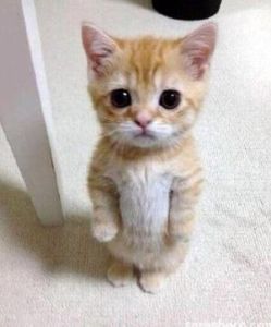 ウインテスト(株)【6721】 おい!転換線の上に、こんな感じで立っとるでーーちょーカワユス~~