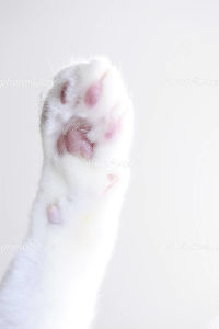 脱出するぞ! まってろにゃーー