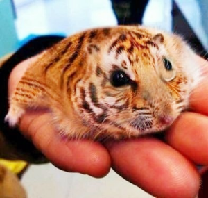 (株)トラース・オン・プロダクト【6696】 `•͈◇•͈´)っ🐯))
