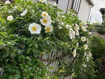 ホッとひと息テーブルを囲んで こんばんは。  明日から山梨へ行くので今日はのんびりしていました。 泊まるのが義妹の家、ホテル代は掛からないけど気を遣います。 オットは義母宅の剪定をした後、義妹の家の剪定もするそうです。  ララさん  >まだ早いだろうとは思いながらナニワイバラの様子を見に行きました。  ララさん地方の方が花が遅いです。 こちらは両方とも満開です。  先週、旅行に行く前はいくつかの蕾が膨らみ始めていたのに、帰宅したらたくさん咲いてびっくりでした。 写真はその翌日。 今はもっと満開です。 モッコウバラも満開。  >来週は２２日が大腸内視鏡検査です。  結果が出るまで落ち来ませんね。 何より検査前の検査食を作るのが面倒。 ダメなものが多くて、それが好きなものだから。 検査自体は楽なのだけど。